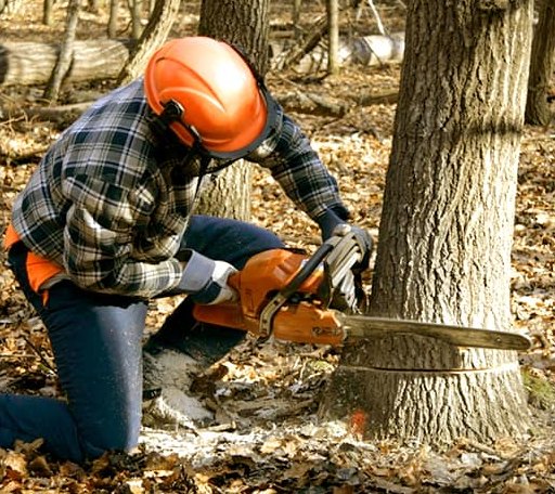 Tree Removal in Tonkawa, OK